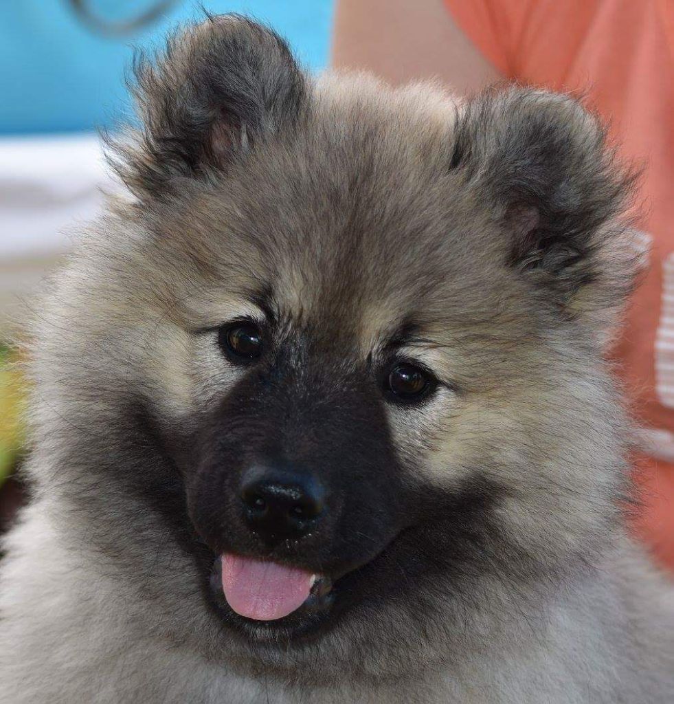 Du Royaume Des Terres Gelées - Eurasier - Portée née le 08/04/2017