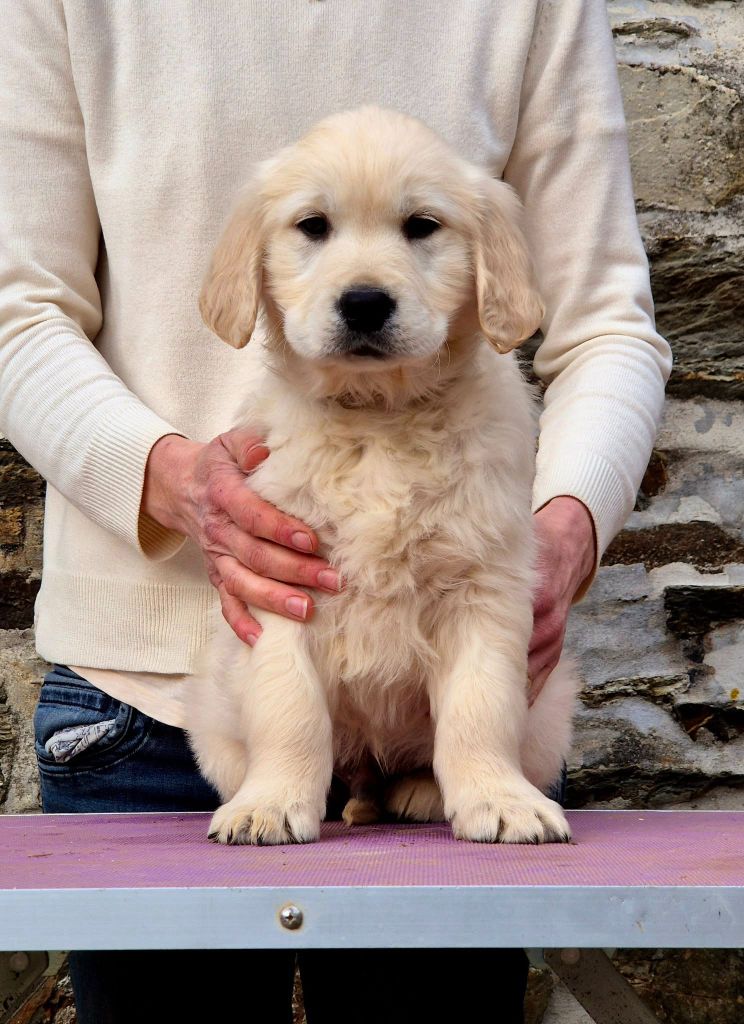 Wonder of Art - Chiots disponibles - Golden Retriever