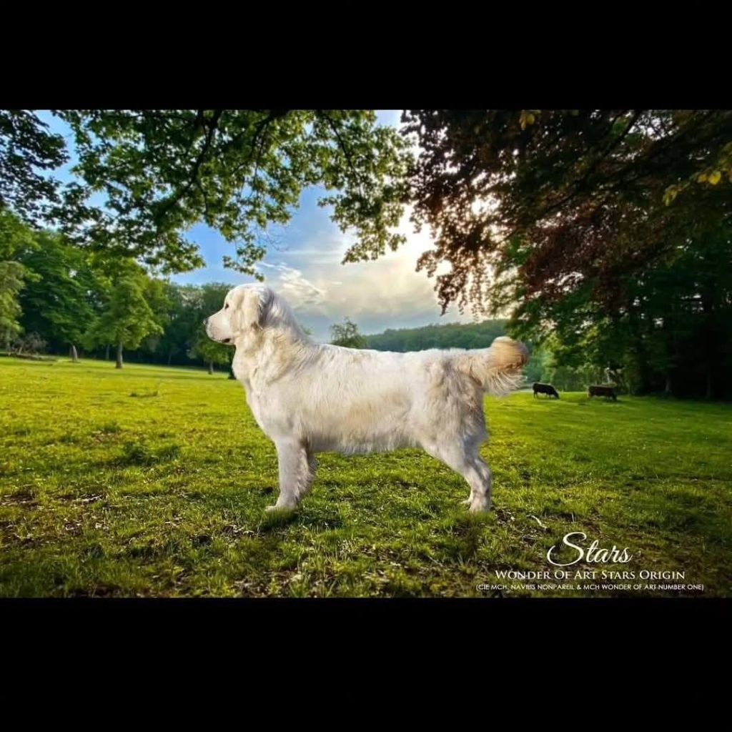 Chiot Golden Retriever Wonder of Art