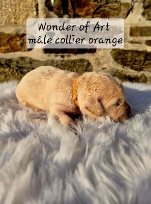 collier orange