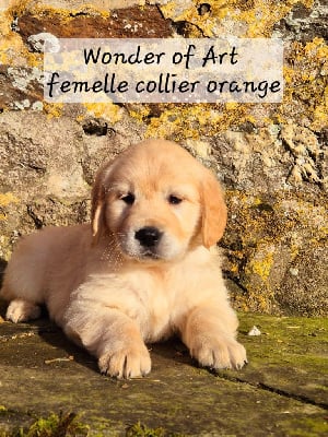 collier orange