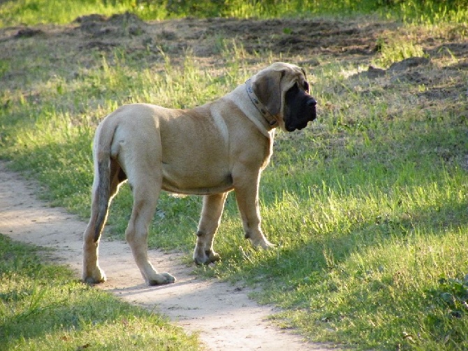 du domaine des gueules d'amour - 5 mis 45 kg