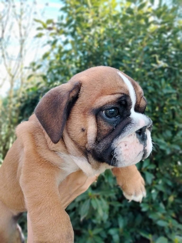 du domaine des gueules d'amour - Chiots disponibles - Bulldog Anglais