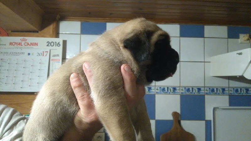 du domaine des gueules d'amour - Chiots disponibles - Mastiff