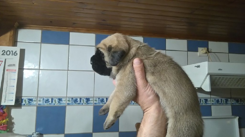 du domaine des gueules d'amour - Chiots disponibles - Mastiff