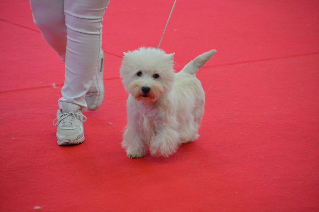 Des Petites Sorcières - European Dog Show 24/04/ 2022