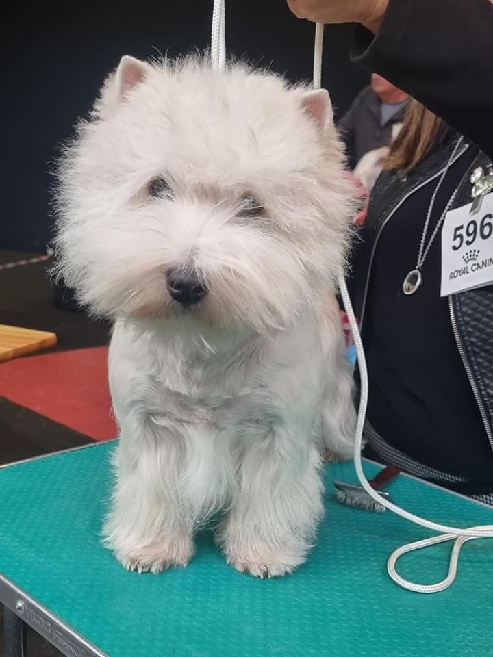 National Dog Show Rouen 04/12/22 