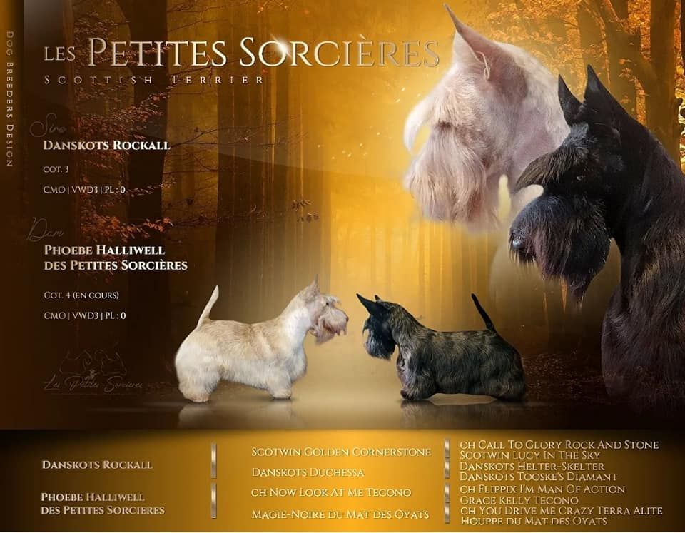 Des Petites Sorcières - Scottish Terrier - Portée née le 16/04/2024