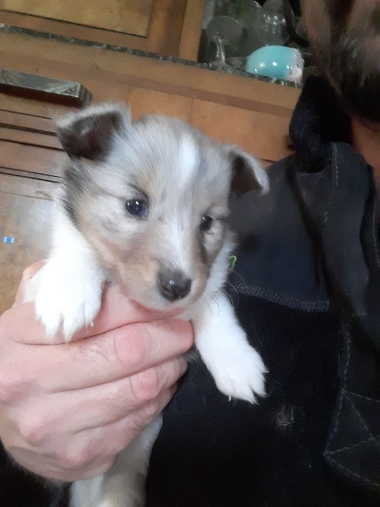 du Clan Des Fouinettes - Shetland Sheepdog - Portée née le 31/03/2020