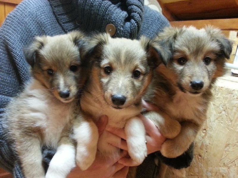 du Clan Des Fouinettes - Shetland Sheepdog - Portée née le 27/11/2015