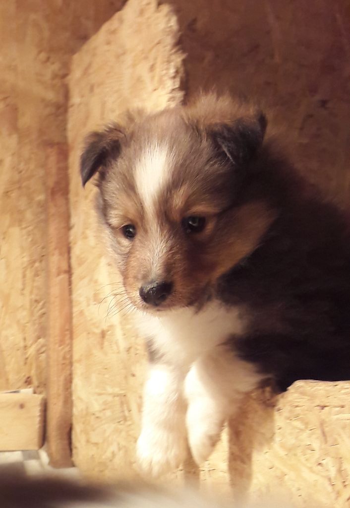 du Clan Des Fouinettes - Shetland Sheepdog - Portée née le 24/11/2018