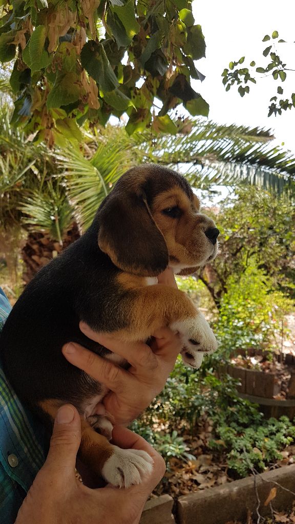 du Puech de la Cour - Chiots disponibles - Beagle