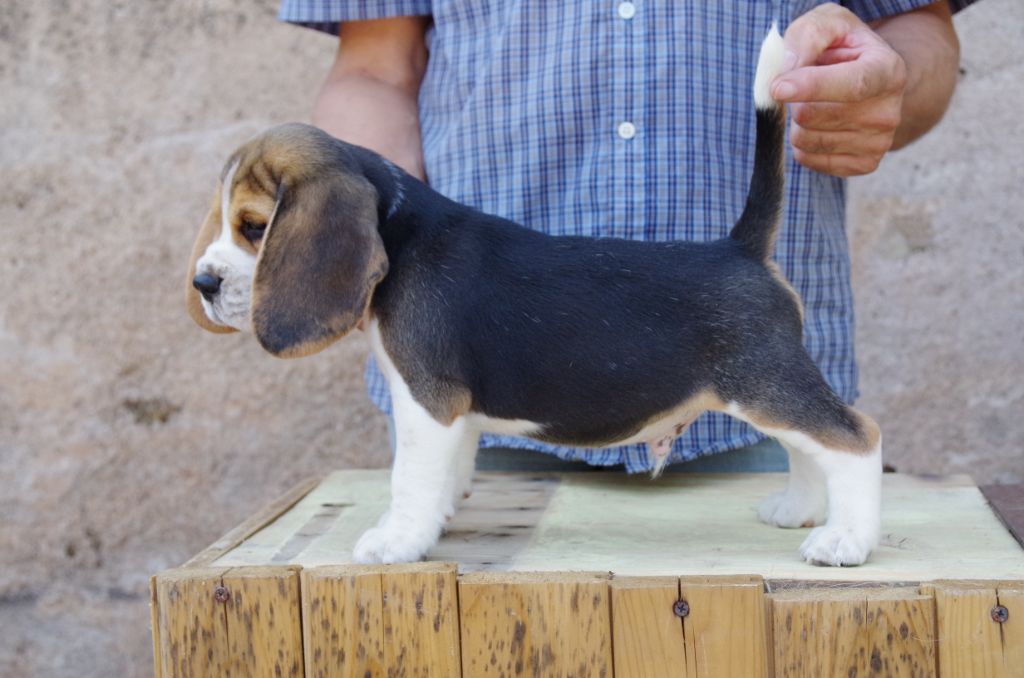 du Puech de la Cour - Beagle - Portée née le 08/07/2019