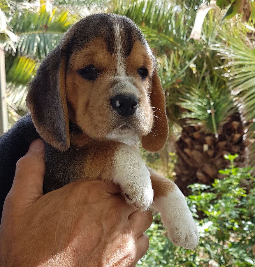 du Puech de la Cour - Chiots disponibles - Beagle