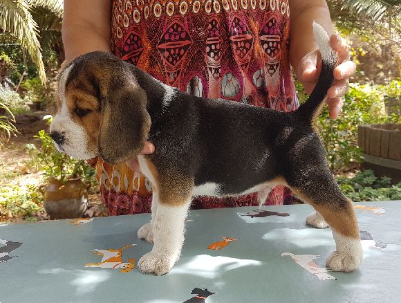 du Puech de la Cour - Chiots disponibles - Beagle