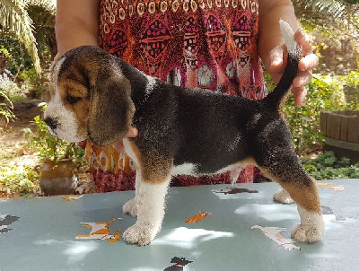 CHIOT MALE 3