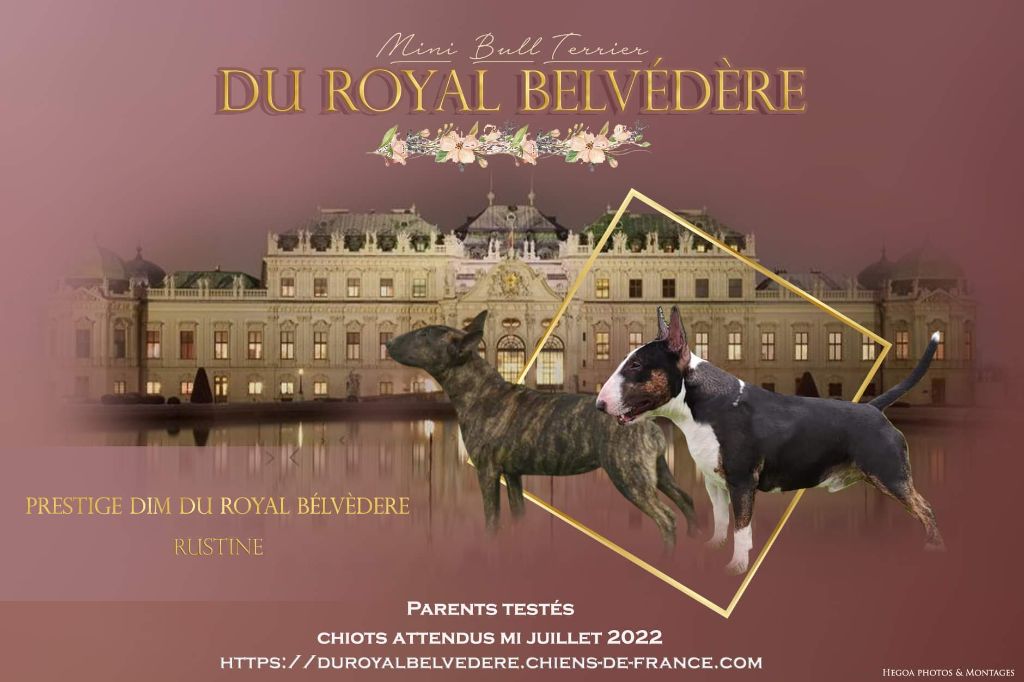 du Royal Belvédère - Gestation confirmee , chiots attendus mi juillet !