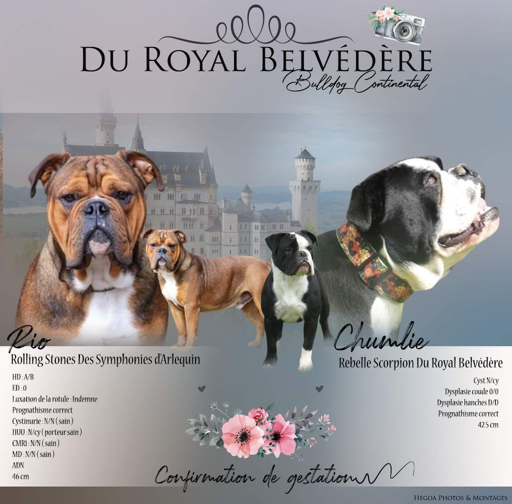 du Royal Belvédère - Gestation confirmee , chiots attendus fin juillet.....