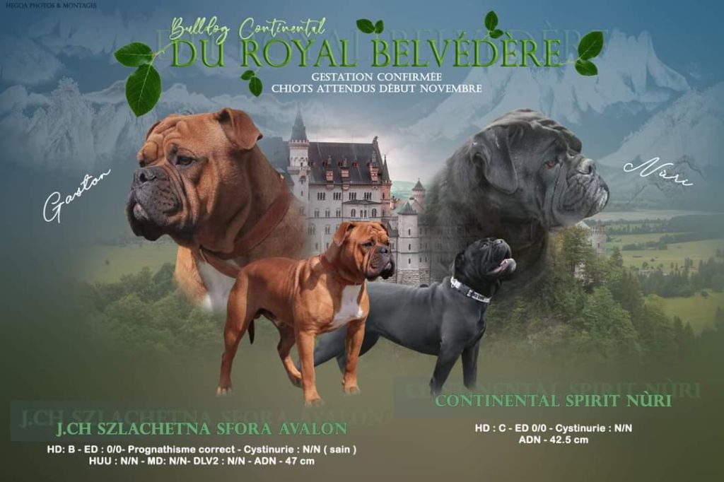 du Royal Belvédère - Gestation confirmée, chiots attendus début novembre...