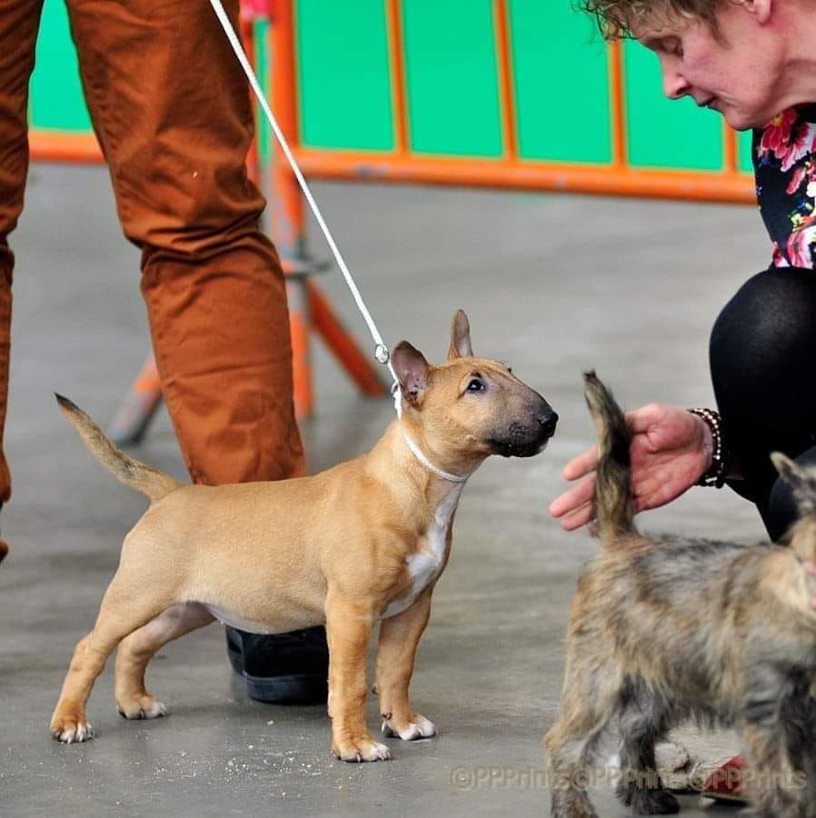 du Royal Belvédère - Oh Beautiful Mercotte, Best Baby...! ( MOUSCRON DOG SHOW 2019)