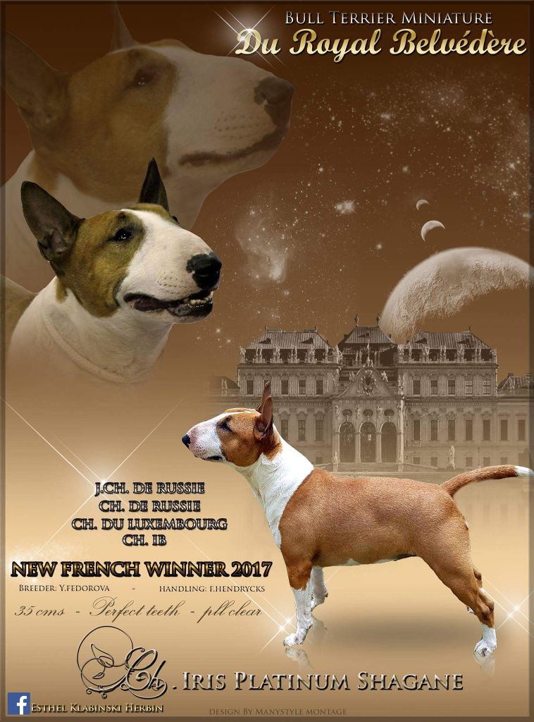 du Royal Belvédère - New French Champion 2017 !!!