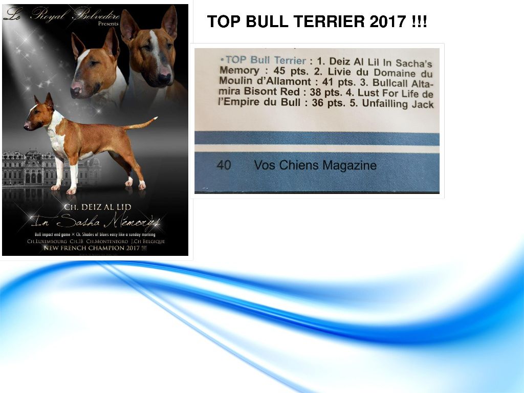 du Royal Belvédère - "Top Bull Terrier 2017"