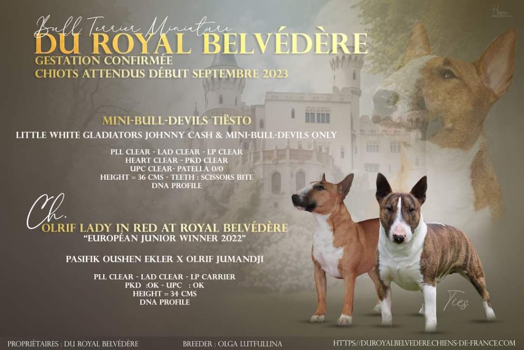 du Royal Belvédère - Bull Terrier Miniature - Portée née le 04/09/2023