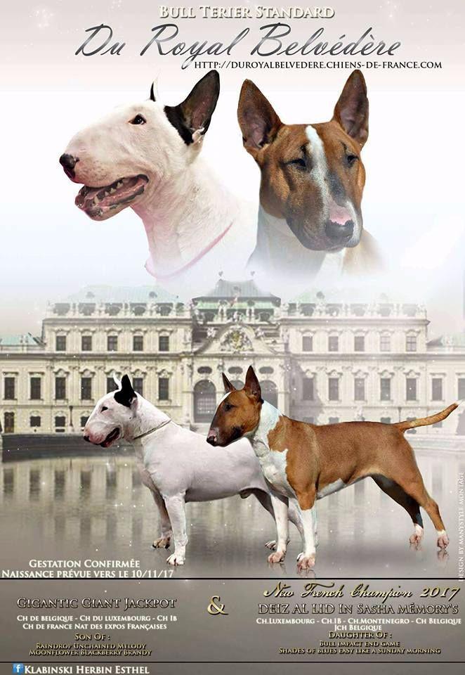 du Royal Belvédère - Bull Terrier - Portée née le 13/11/2017