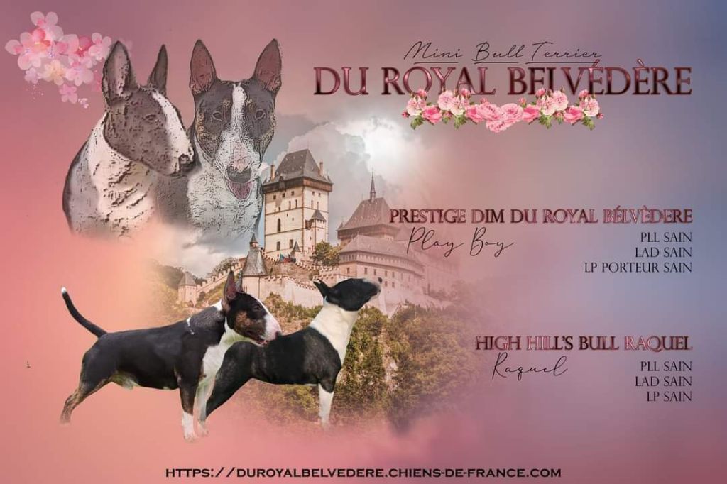 du Royal Belvédère - Bull Terrier Miniature - Portée née le 04/09/2023