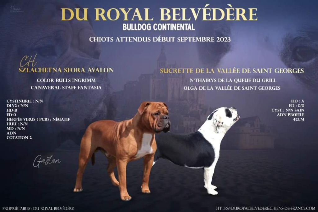 du Royal Belvédère - Bulldog continental - Portée née le 09/09/2023