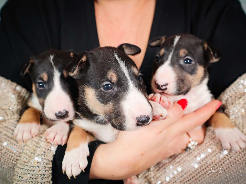 du Royal Belvédère - Bull Terrier - Portée née le 02/12/2024