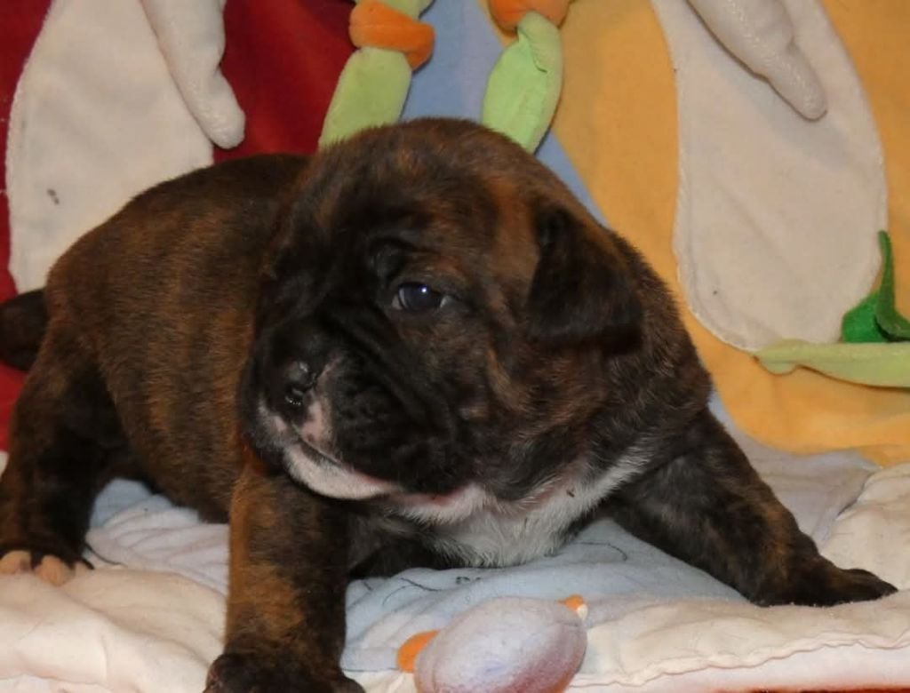 du Royal Belvédère - Chiots disponibles - Bulldog continental