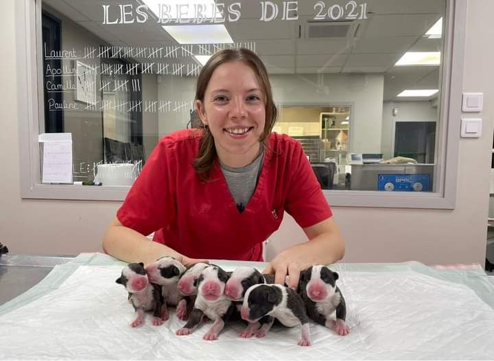 du Royal Belvédère - Bull Terrier - Portée née le 04/10/2021