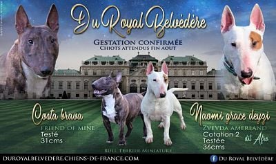 du Royal Belvédère - Bull Terrier Miniature - Portée née le 31/08/2019