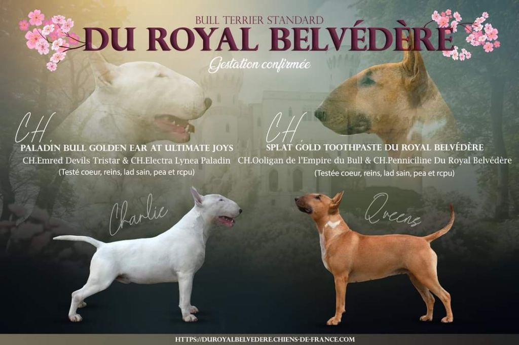 du Royal Belvédère - Bull Terrier - Portée née le 17/09/2024