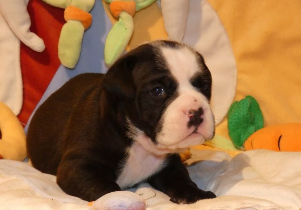 du Royal Belvédère - Chiots disponibles - Bulldog continental