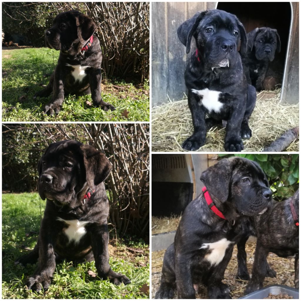 De La Garde Pretorienne - Chiots disponibles - Cane Corso