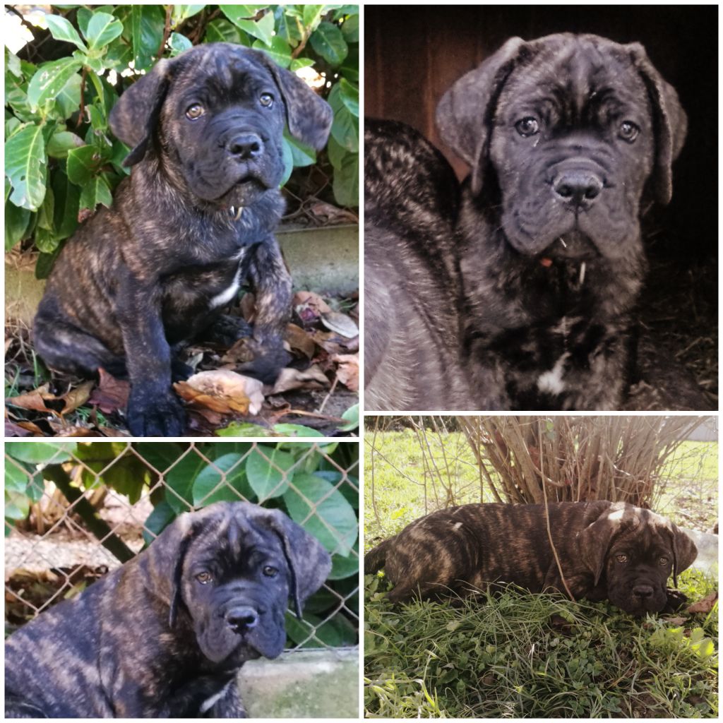 De La Garde Pretorienne - Chiots disponibles - Cane Corso