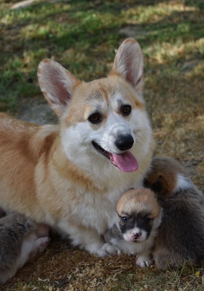 Chiot Welsh Corgi Pembroke Opus Grande