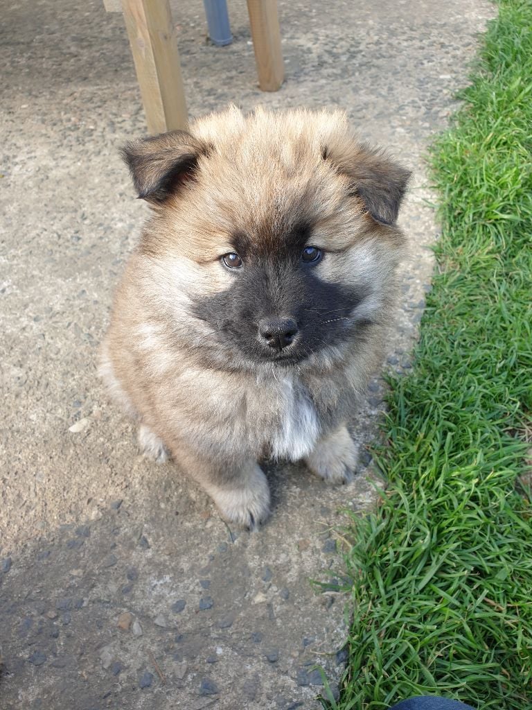 Des Plaines De Sirius - Eurasier - Portée née le 26/02/2019