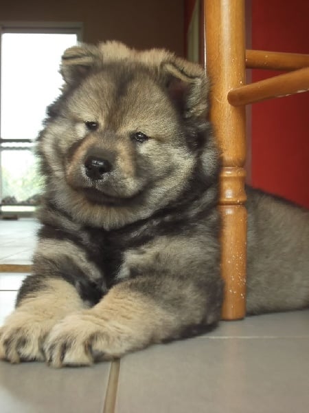 Chiot Eurasier Des Plaines De Sirius