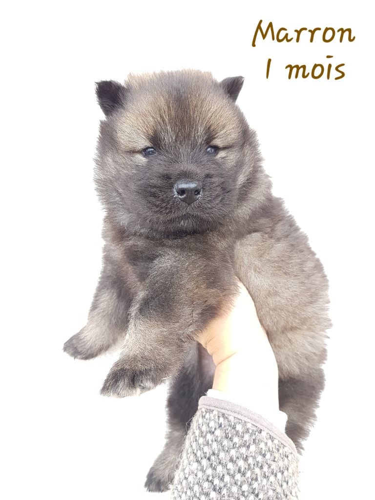 Des Plaines De Sirius - Eurasier - Portée née le 08/09/2018