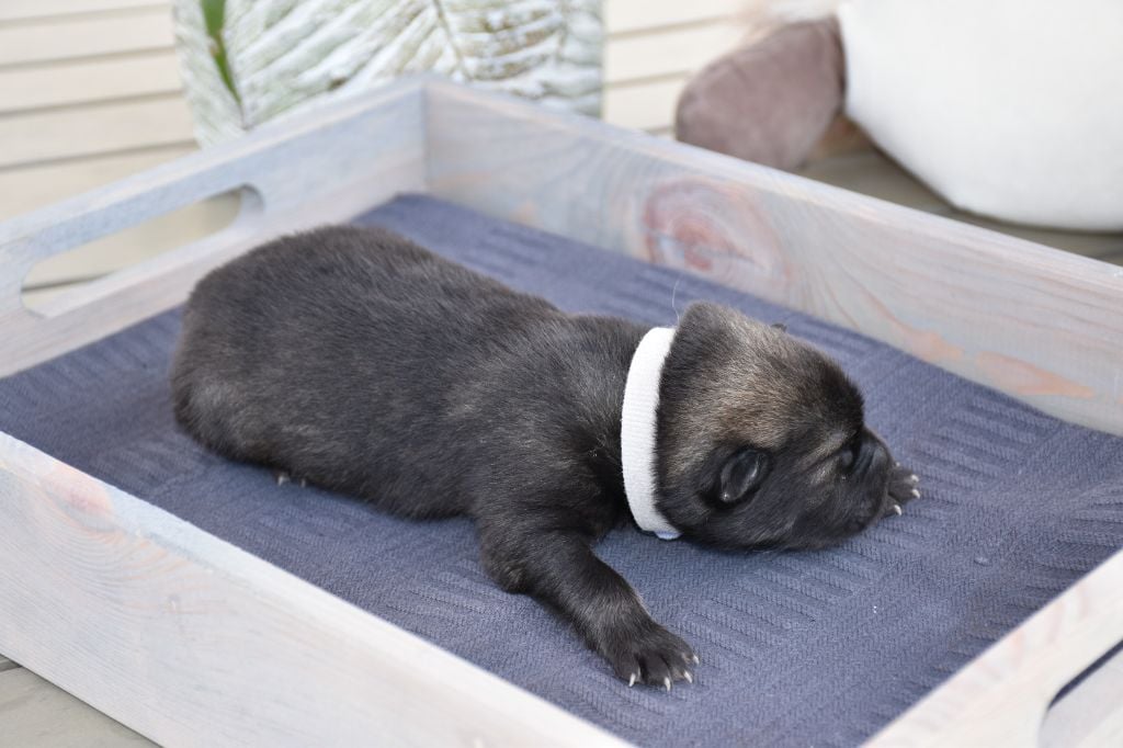 Des Plaines De Sirius - Eurasier - Portée née le 09/05/2022