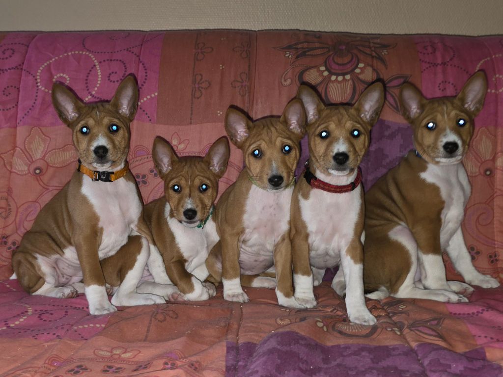 Chiot Basenji Des Evades Du Congo