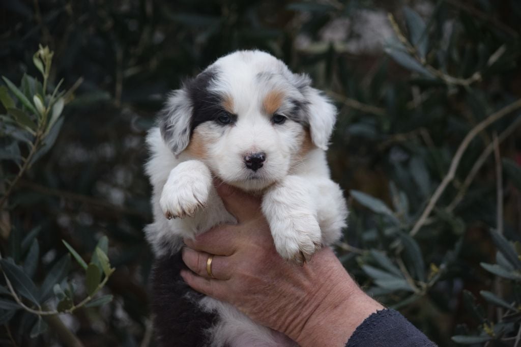 De Mendiburua - Chiots disponibles - Berger Australien