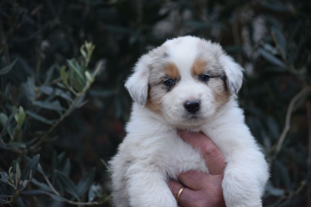 De Mendiburua - Chiots disponibles - Berger Australien