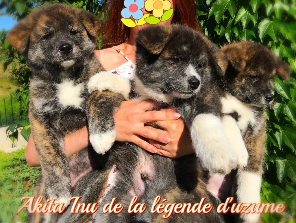 Chiot Akita De La Légende D'uzume