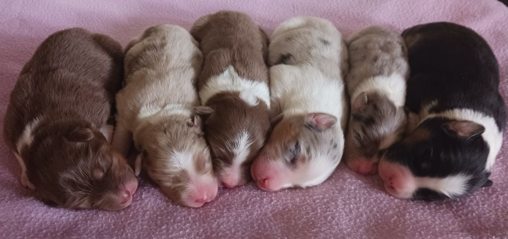 Chiot Berger Australien Butterfly Colors