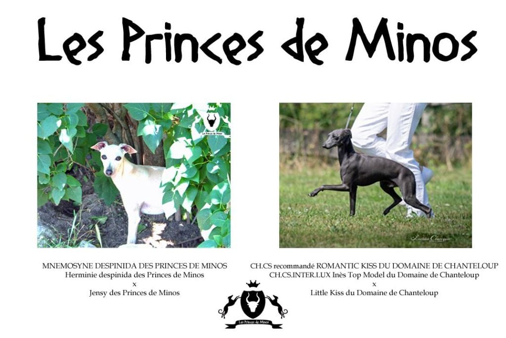 des princes de minos - An expected union !!