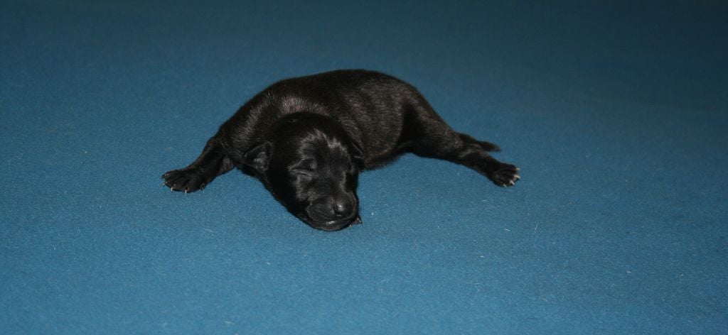 des princes de minos - Chiots disponibles - Petit Levrier Italien